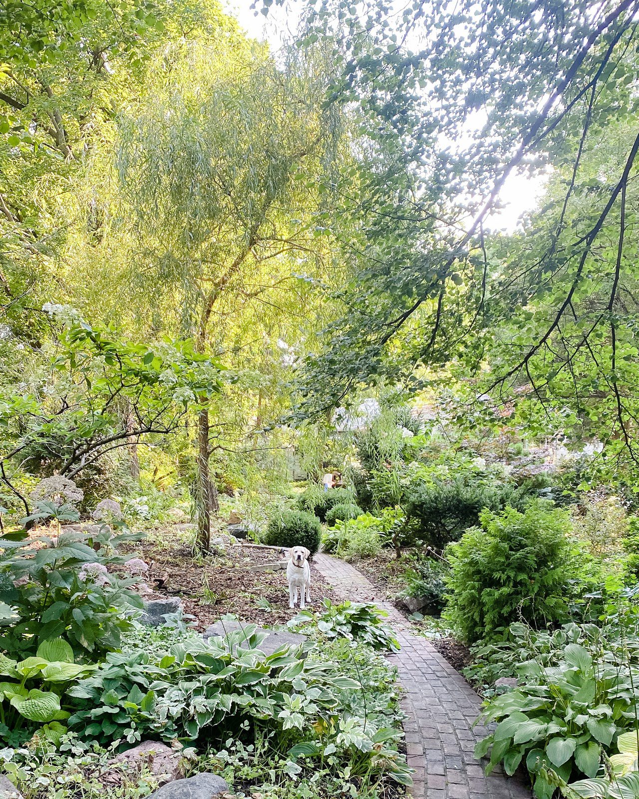 Lush backyard gardens