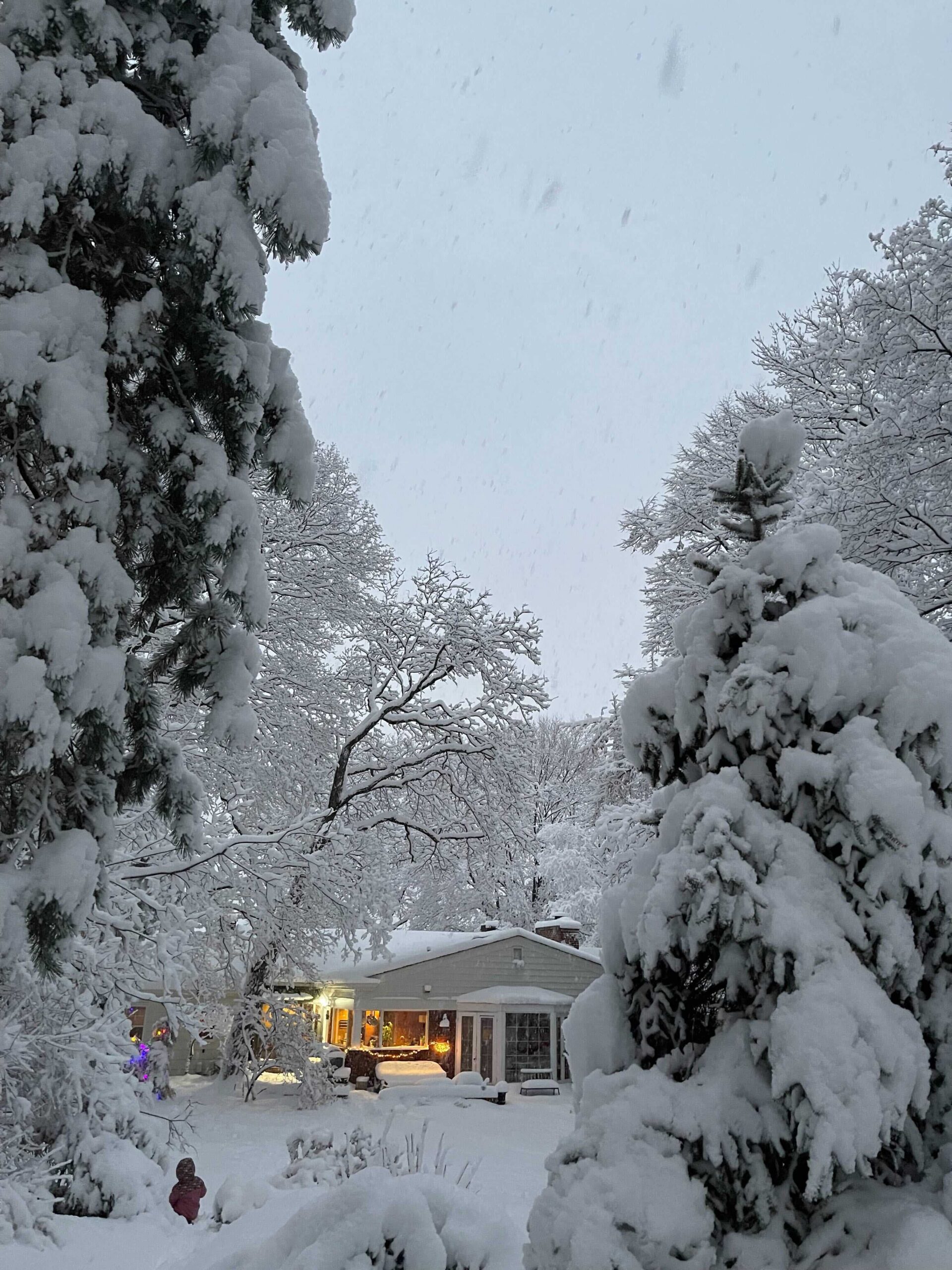 A backyard during a snowstorm, with trees covered in snow